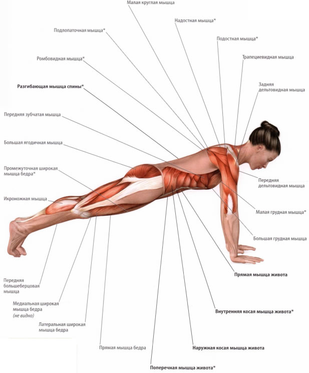 планка мышцы