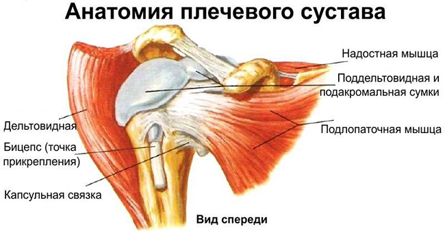 анатомия плеча