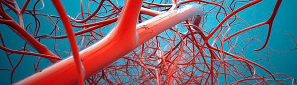 All about healthy blood vessels